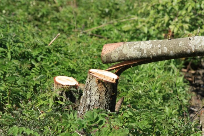 Informacja o usuwaniu drzew i krzewów po zmianie ustawy o ochronie przyrody