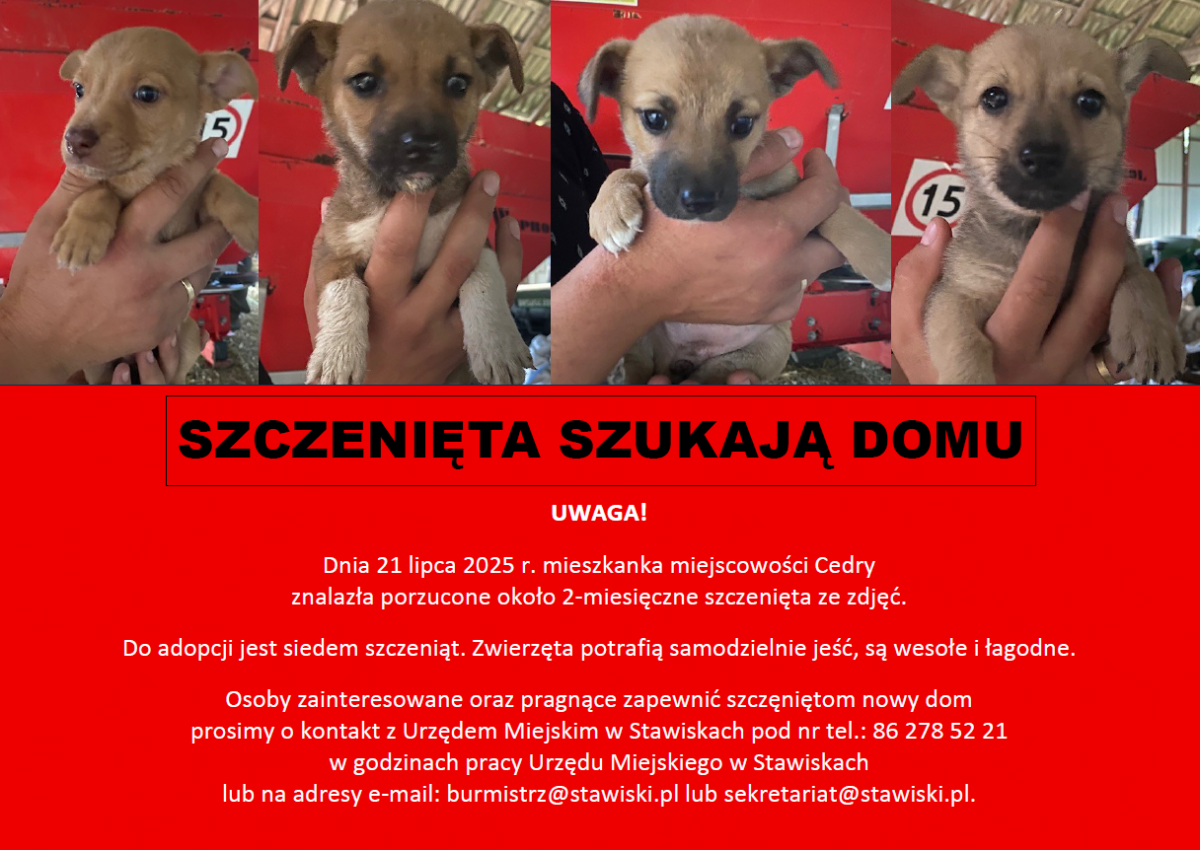 Szczenięta szukają domu